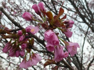 新川通・新川桜並木写真