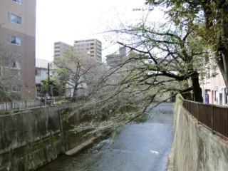 石神井川の桜並木写真(秋撮影)