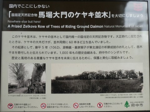 馬場大門ケヤキ並木写真