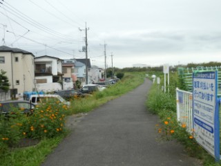 コスモス街道写真