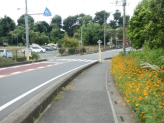 コスモス街道写真