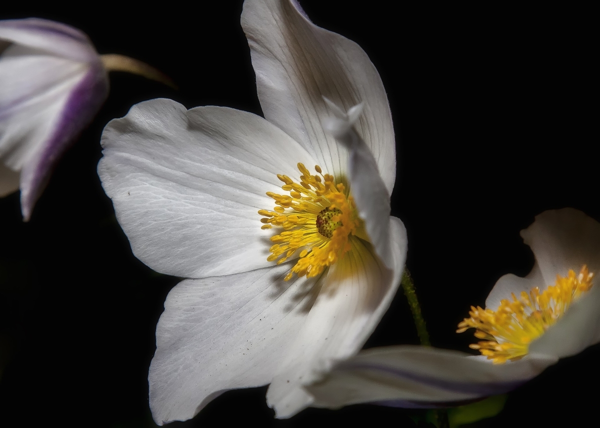 helleborus