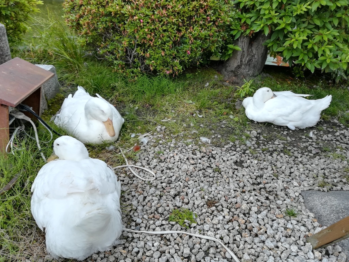 f:id:yu_yuruhowa:20190615222113j:plain f:id:yu_yuruhowa:20190615222113j:plain