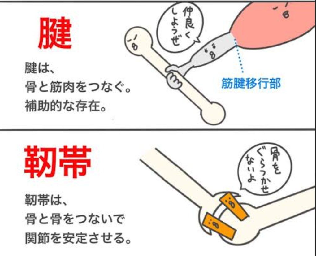 靭帯と腱の違いは? - ゆあさ鍼灸接骨院 日々あれこれ