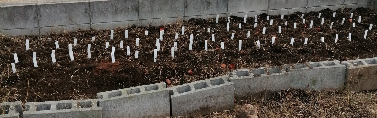 チューリップの地植えとたくさんのネームプレート