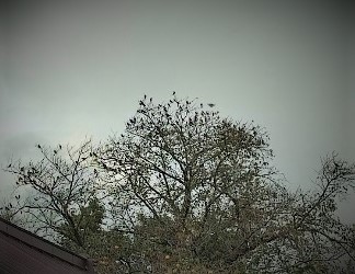 ムクドリの群れが近所の木にとまっている