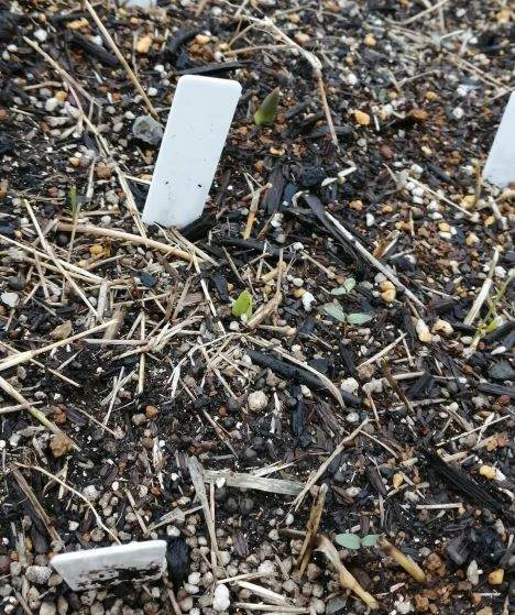 地植えしたチューリップ