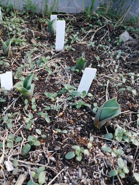 2020年2月27日のチューリップの記録