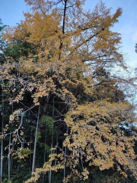 西の谷駐車場の紅葉
