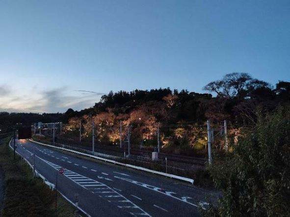 夕方のライトアップされる偕楽園