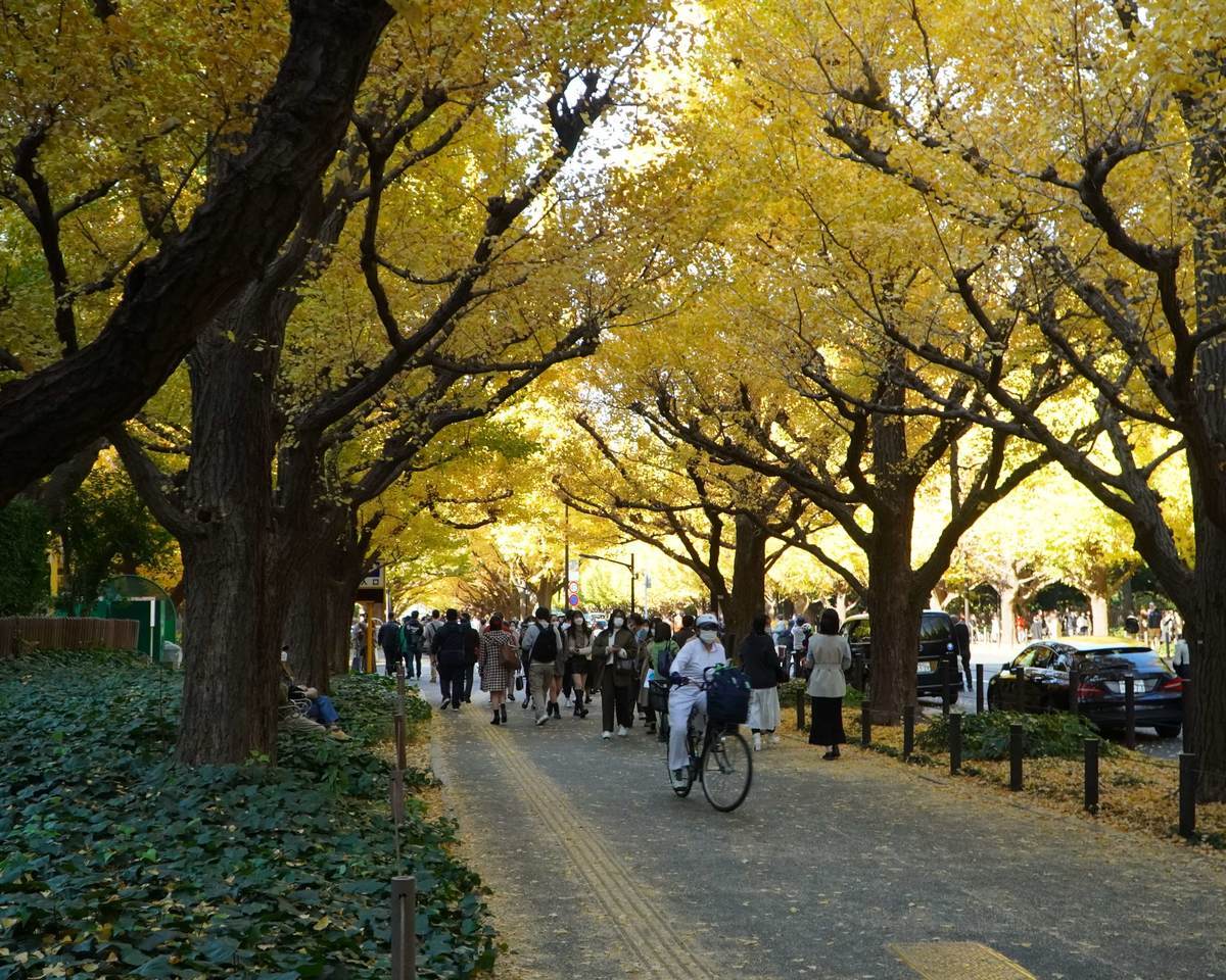 新宿御苑ちかくのいちょうなみき