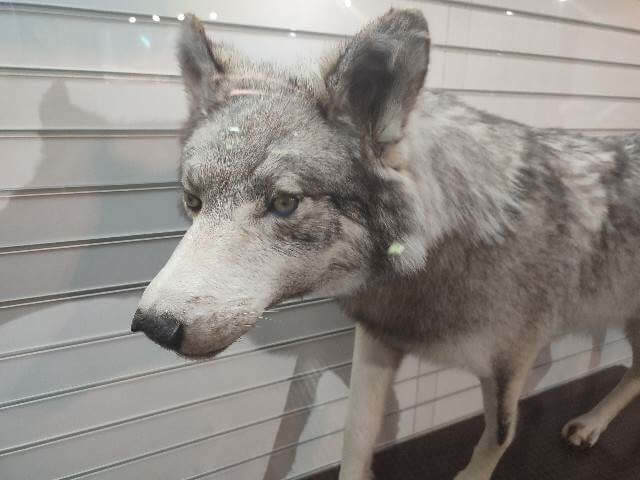 茨城ミュージアムの動物エリアの狼