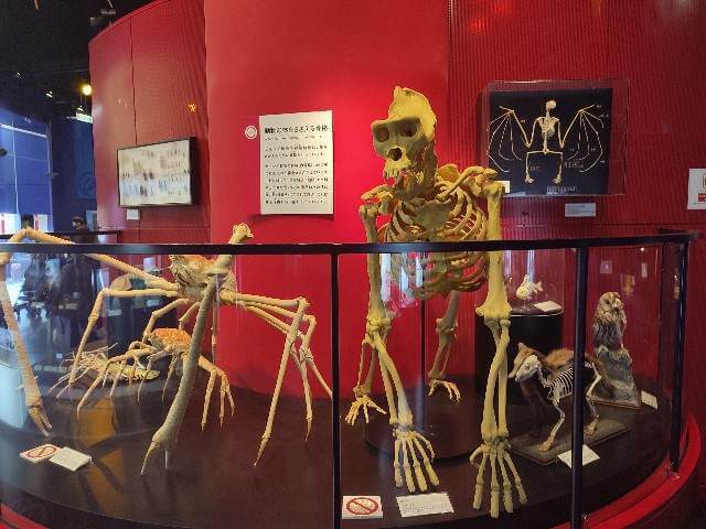 茨城ミュージアムのゴリラの模型