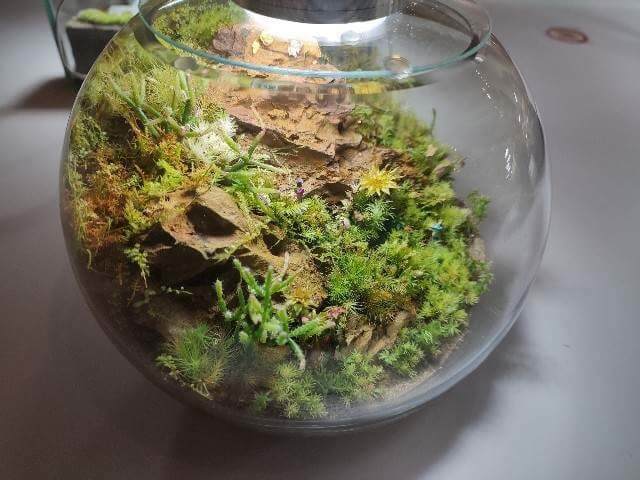 茨城ミュージアム企画展示の苔