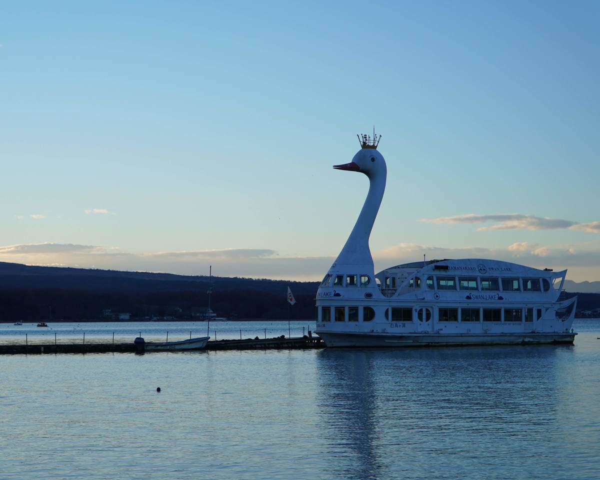 山中湖の白鳥