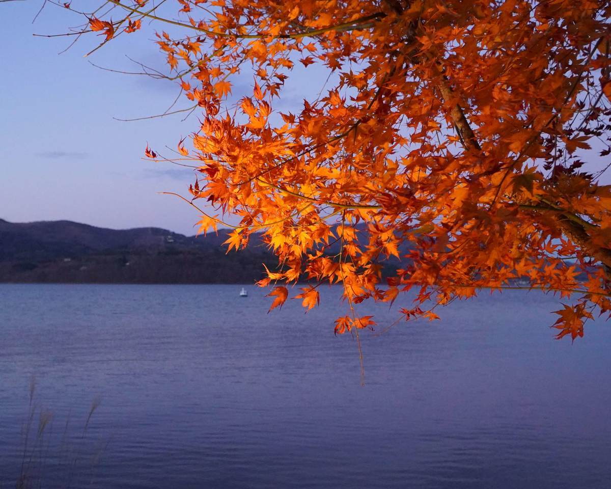 紅葉の隙間から見える山中湖