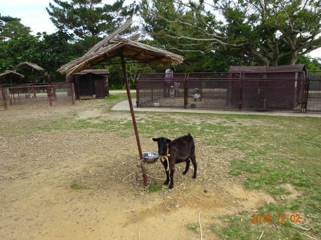 ビオスの丘のヤギは広場にいる