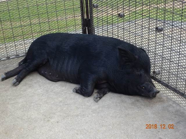 やる気のないビオスの丘のブタ