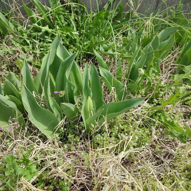 f:id:yuba-tarian:20220331153526j:image