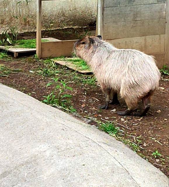 f:id:yuba-tarian:20220511001247j:image