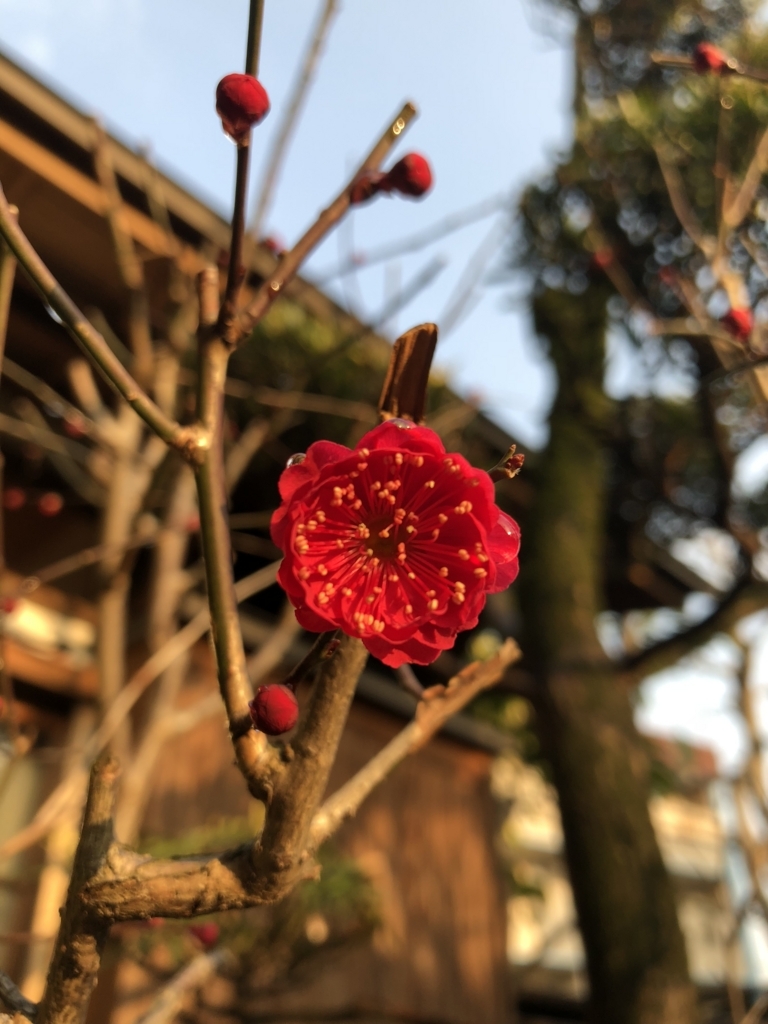 f:id:yubineko:20180217154548j:plain f:id:yubineko:20180217154548j:plain