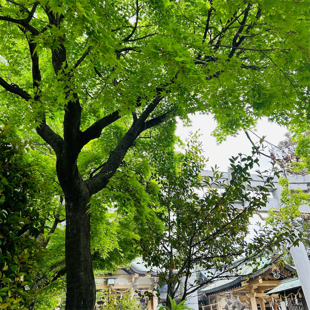 f:id:yubiorix:20240910141914j:image