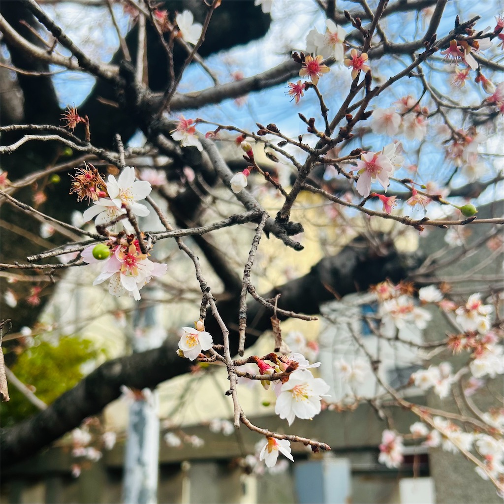 f:id:yubiorix:20250210212315j:image