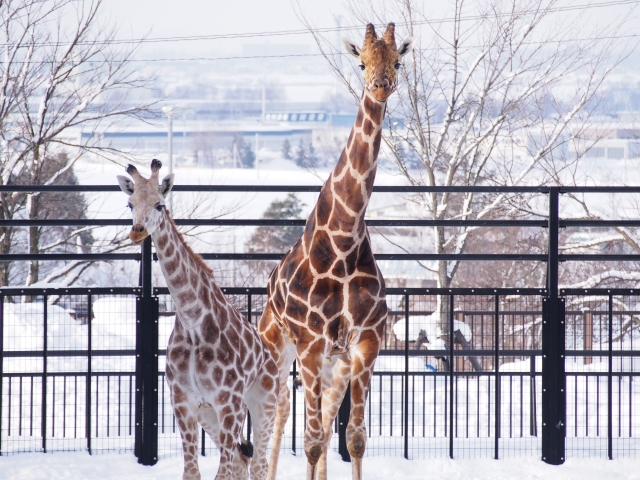 f:id:yuccow:20191101183711j:plain