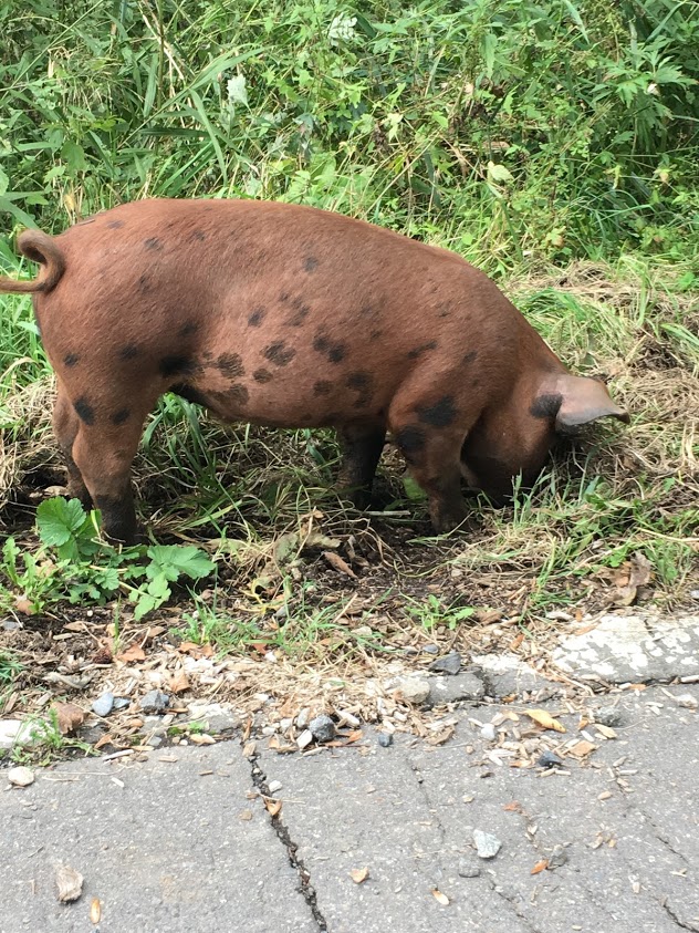 f:id:yuccow:20191225173849j:plain