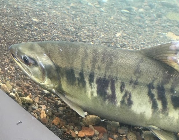 川の中を泳いでいる鮭を間近で体験 千歳水族館 千歳市 Enjoido北海道