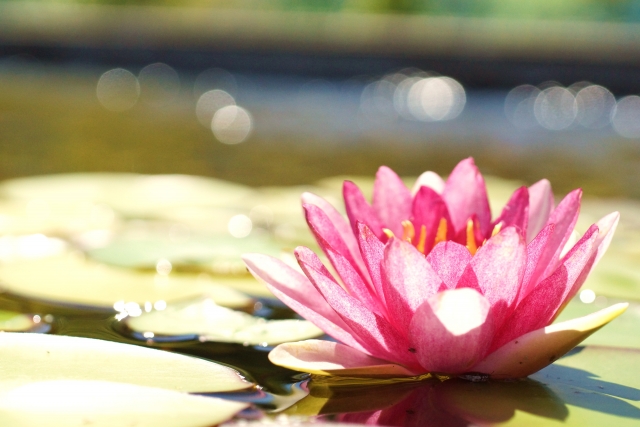 f:id:yuccow:20200304180152j:plain