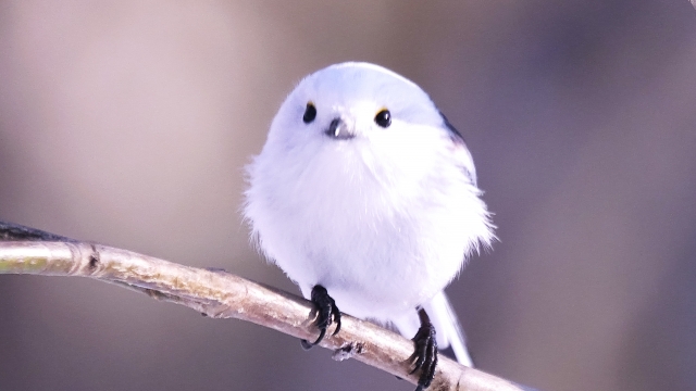 シマエナガ好きにはたまらない♡グラスシーズンズのシマエナガランチ