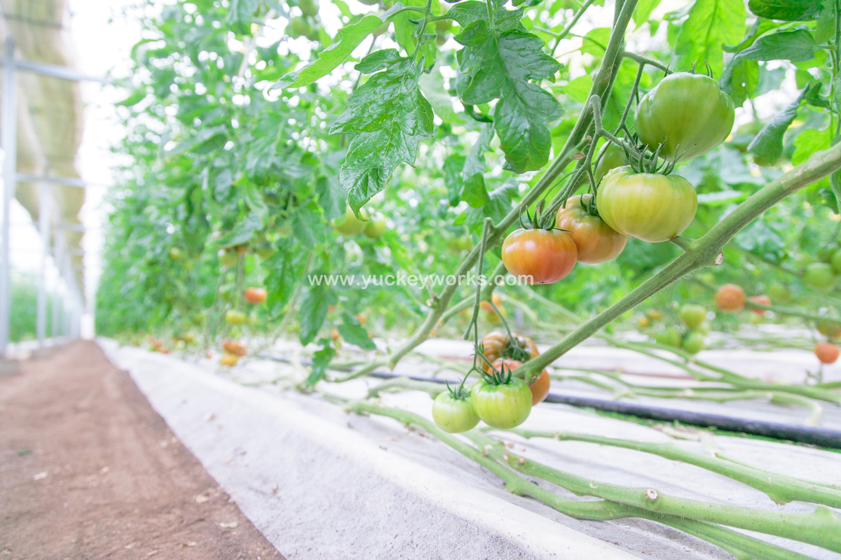 窪田の野菜 が目印 トマトの写真を撮りました 似顔絵制作 出張撮影の アトリエｙk
