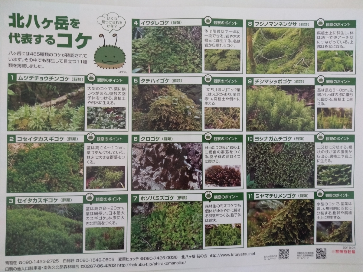 かめさまページ 天然苔八ヶ岳産～ヒカリゴケ～ 天然苔八ヶ岳産～ヒカリゴケ～ （天然苔八ヶ岳産～ヒカリゴケ