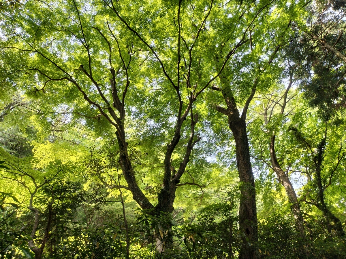 浅間山(せんげんやま)~箱根湯本駅へ - 登って潜って、月をみて。