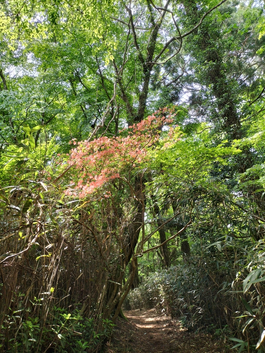 浅間山(せんげんやま)~箱根湯本駅へ - 登って潜って、月をみて。