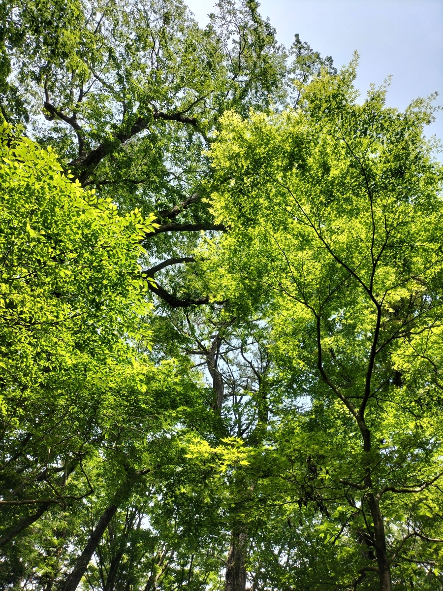 浅間山(せんげんやま)~箱根湯本駅へ - 登って潜って、月をみて。