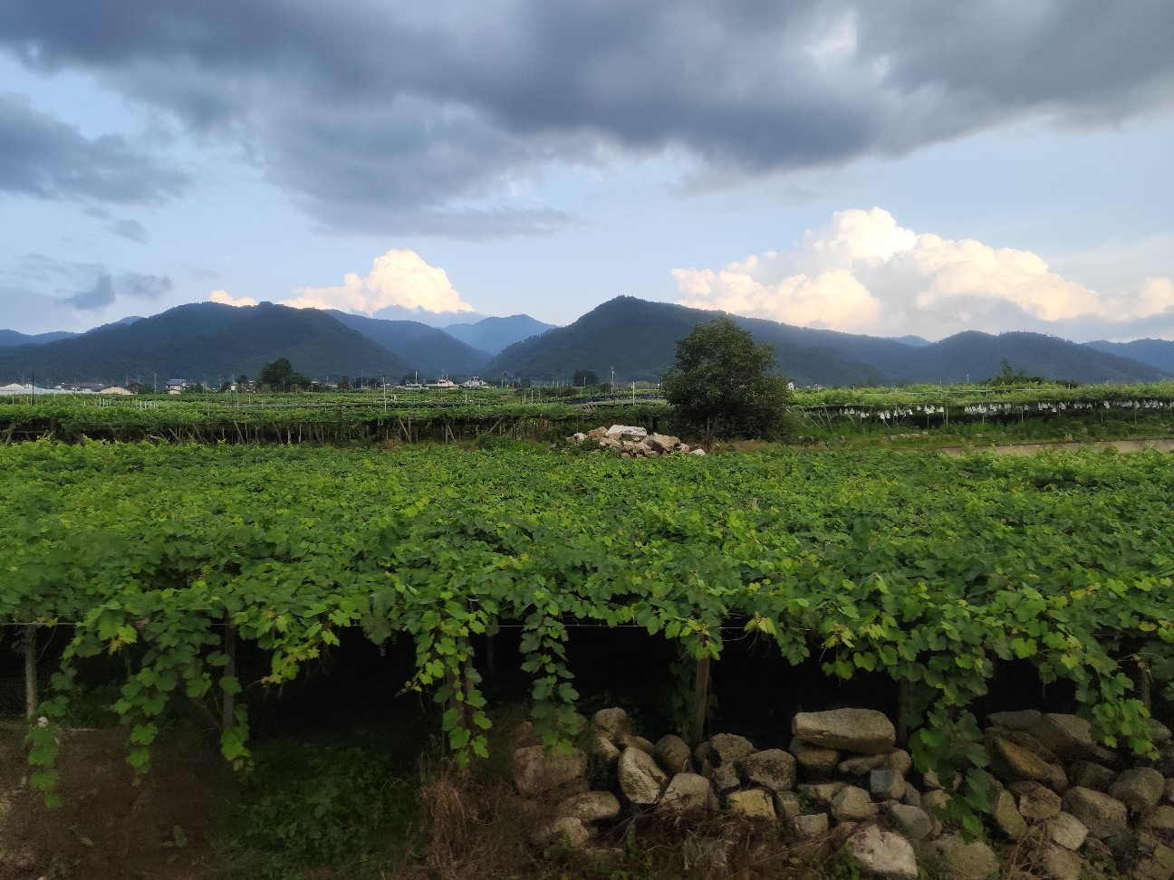 f:id:yueguang:20260702161401j:image