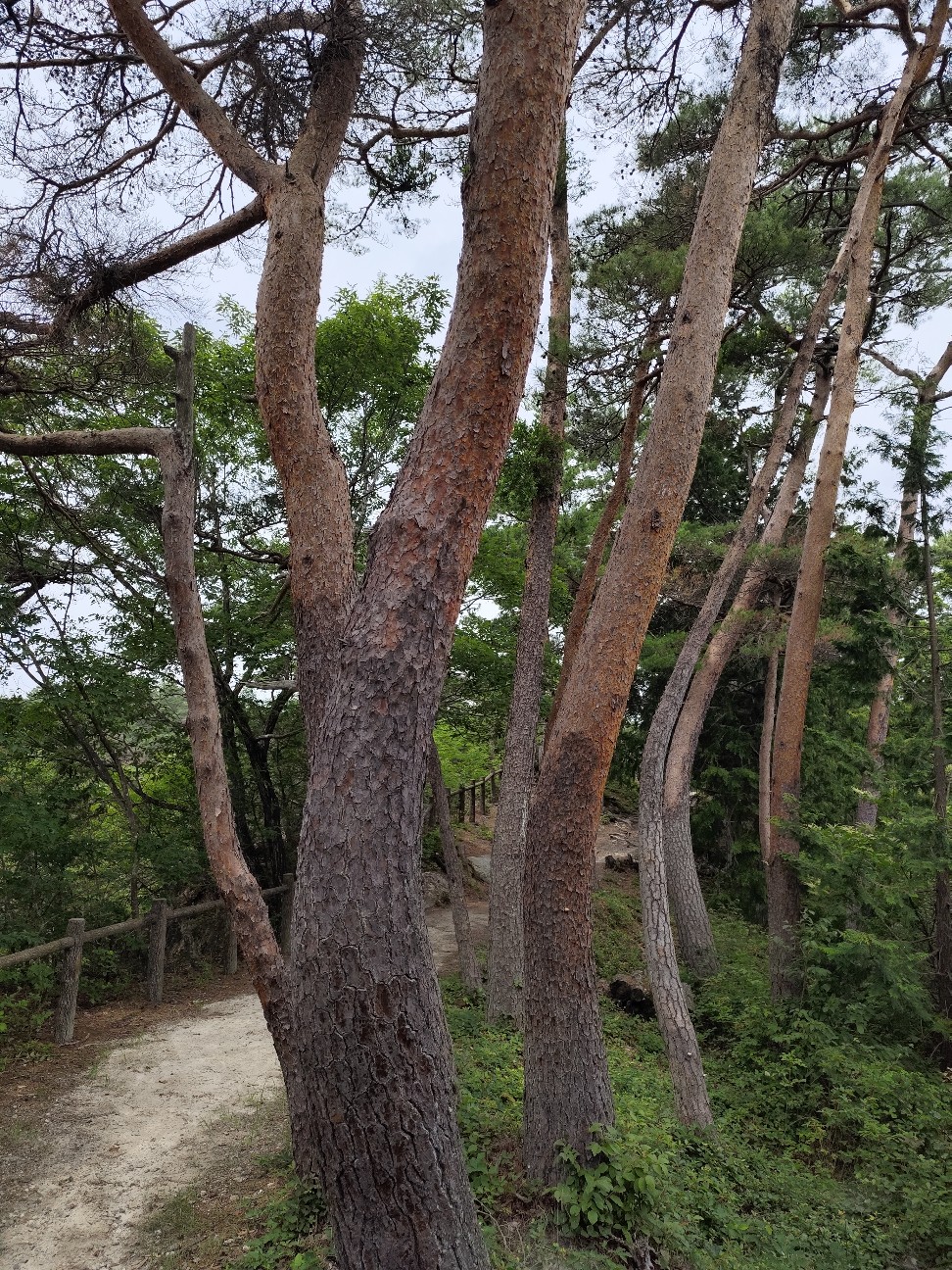 f:id:yueguang:20260702175638j:image
