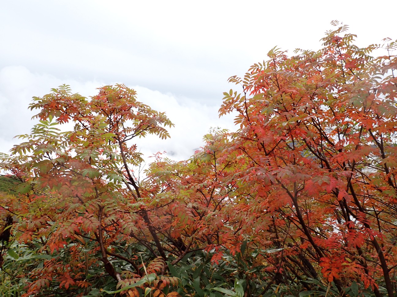 f:id:yueguang:20260930223039j:image f:id:yueguang:20260930223039j:image