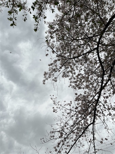 f:id:yugre:20260409123004j:image