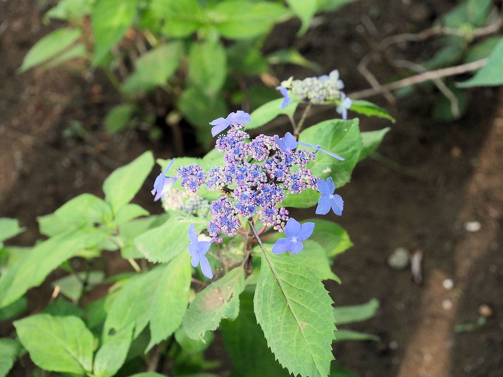 f:id:yuheipapa:20190622204112j:plain f:id:yuheipapa:20190622204112j:plain