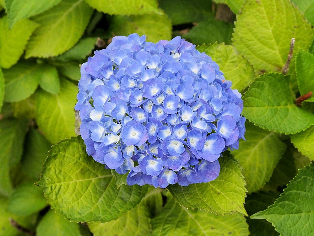 f:id:yuheipapa:20190622204918j:plain f:id:yuheipapa:20190622204918j:plain