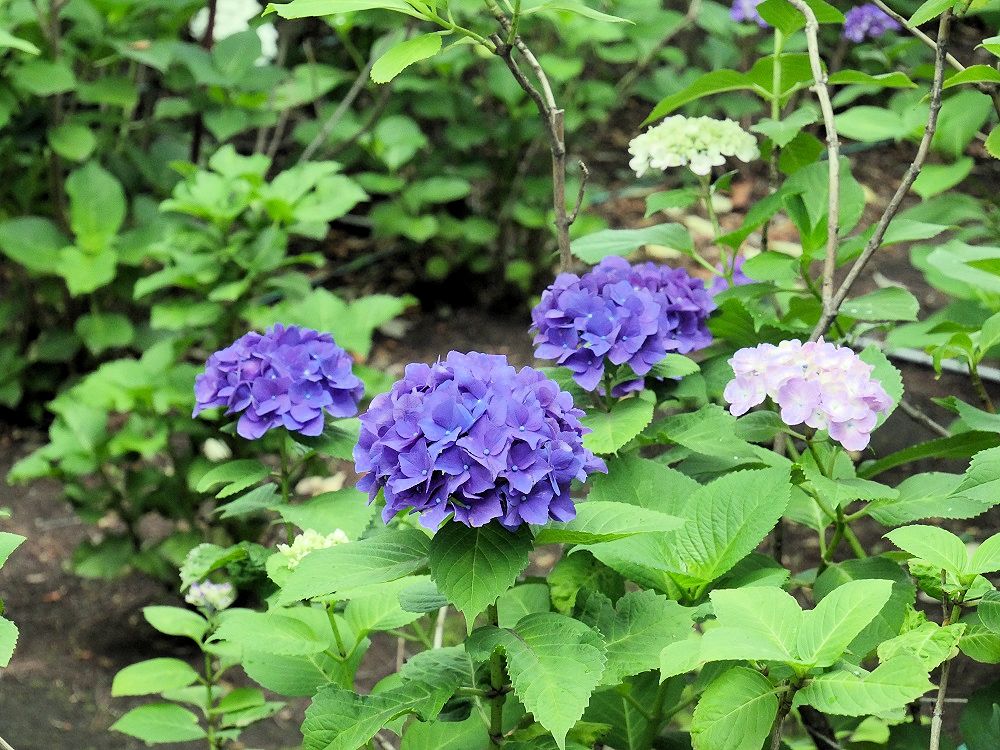 f:id:yuheipapa:20190622205217j:plain f:id:yuheipapa:20190622205217j:plain