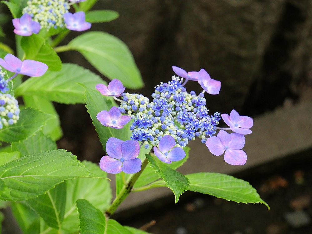 f:id:yuheipapa:20190622205305j:plain f:id:yuheipapa:20190622205305j:plain