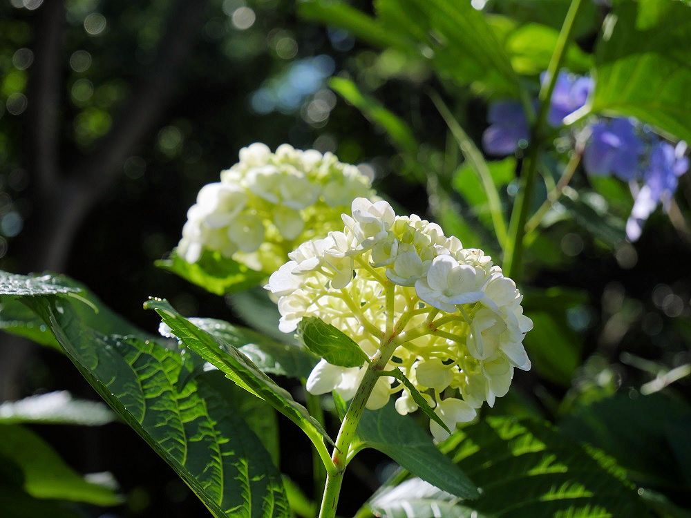 f:id:yuheipapa:20190622205629j:plain f:id:yuheipapa:20190622205629j:plain