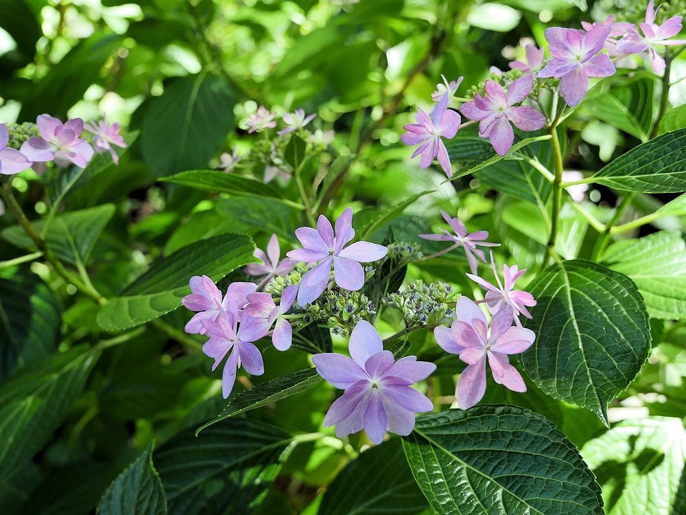 f:id:yuheipapa:20190622205724j:plain f:id:yuheipapa:20190622205724j:plain
