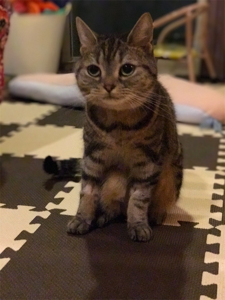 猫が腎不全になってしまいました - たきたきの趣味三昧