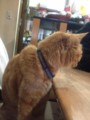 [twitter] よだれwwwwww