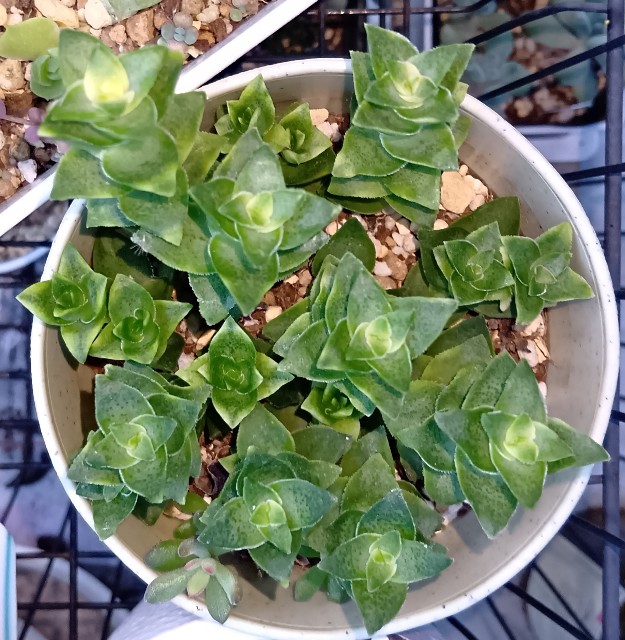 f:id:yui-mei-mung:20251008080853j:image